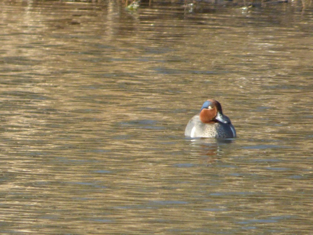 Green-winged Teal - ML634388811