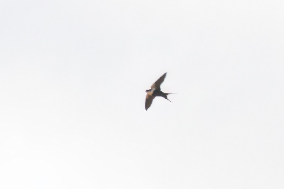 White-backed Swallow - ML634388836