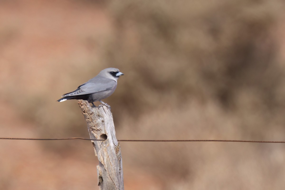 Black-faced Woodswallow - ML634388879