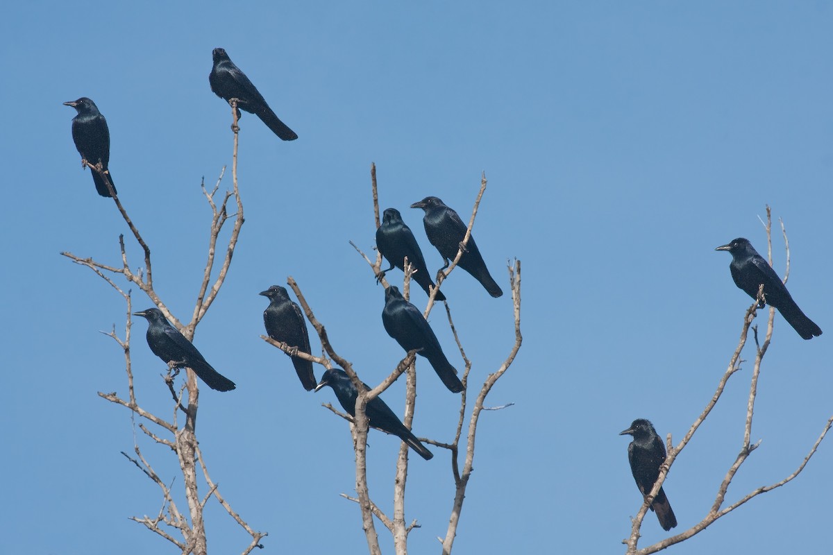 Sinaloa Crow - ML634388951