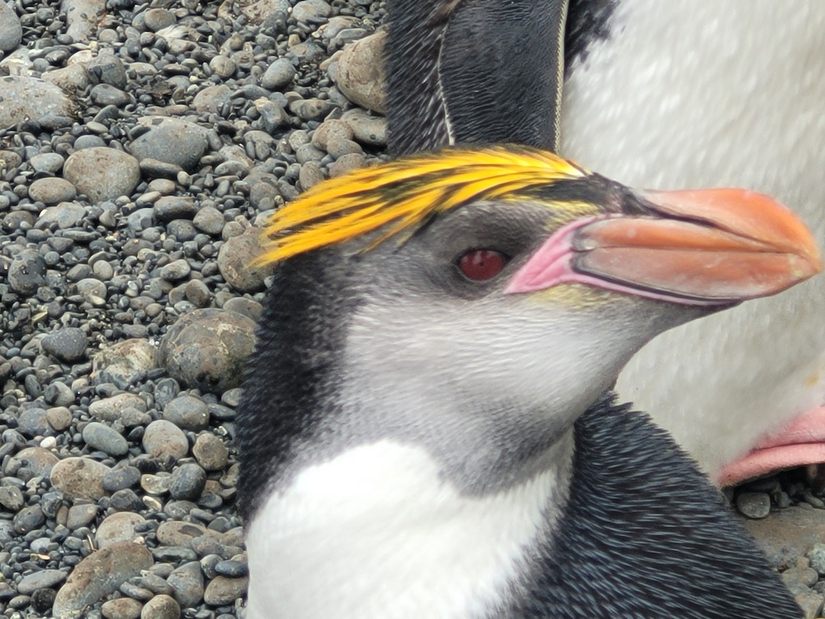Royal Penguin - ML634389021