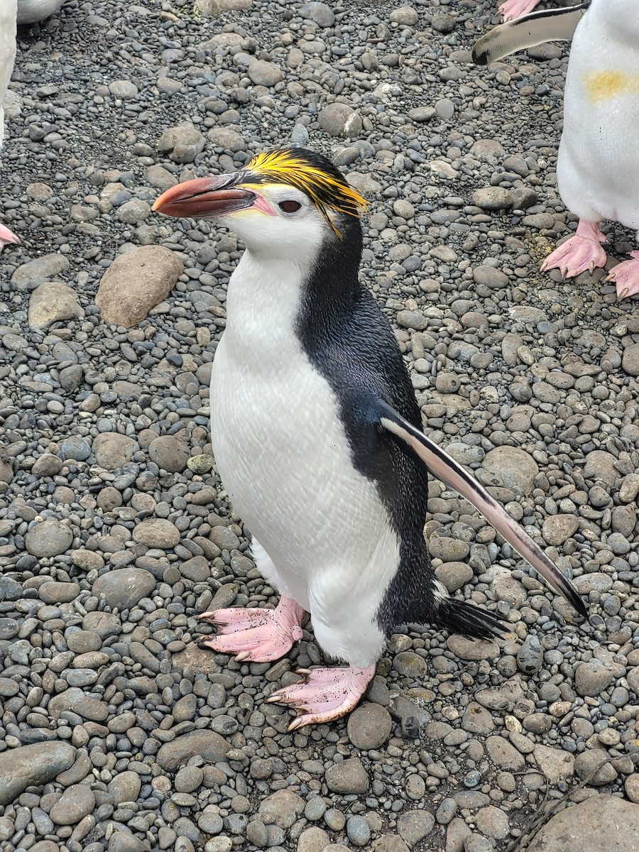 Royal Penguin - ML634389028