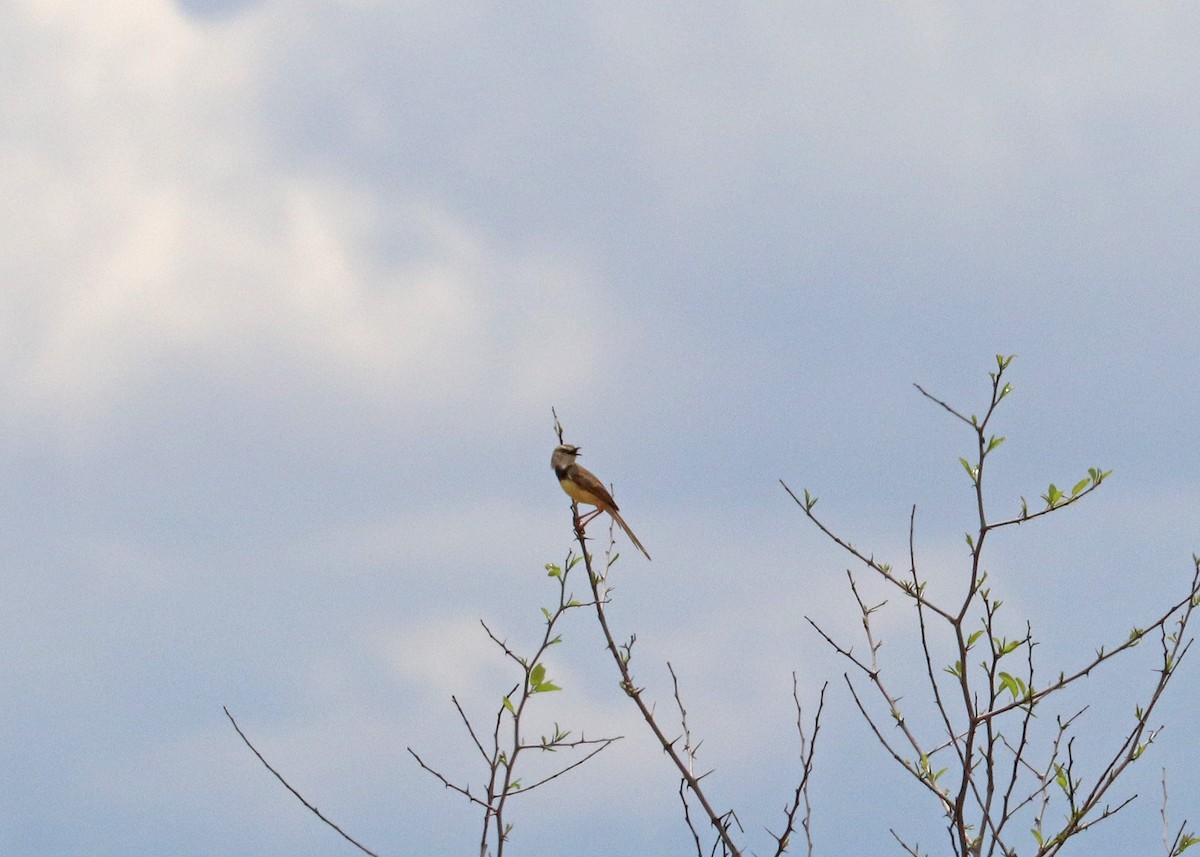 Black-chested Prinia - ML634389040