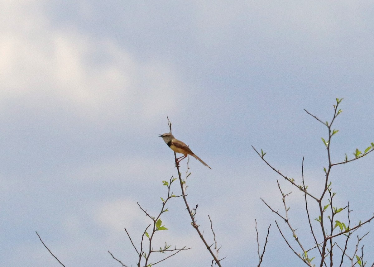 Black-chested Prinia - ML634389041