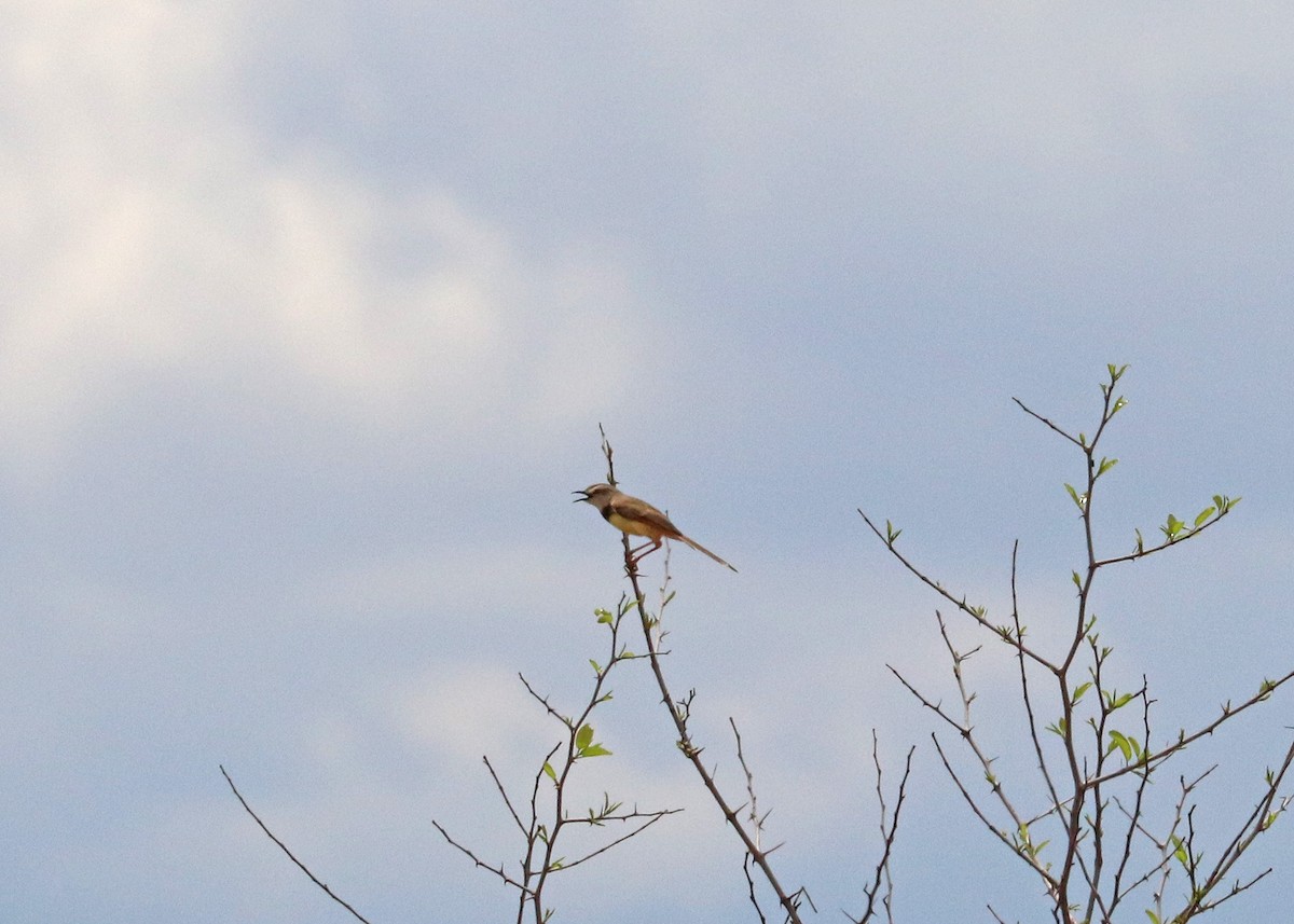 Black-chested Prinia - ML634389042