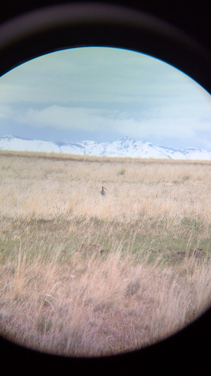 Long-billed Curlew - ML634389203
