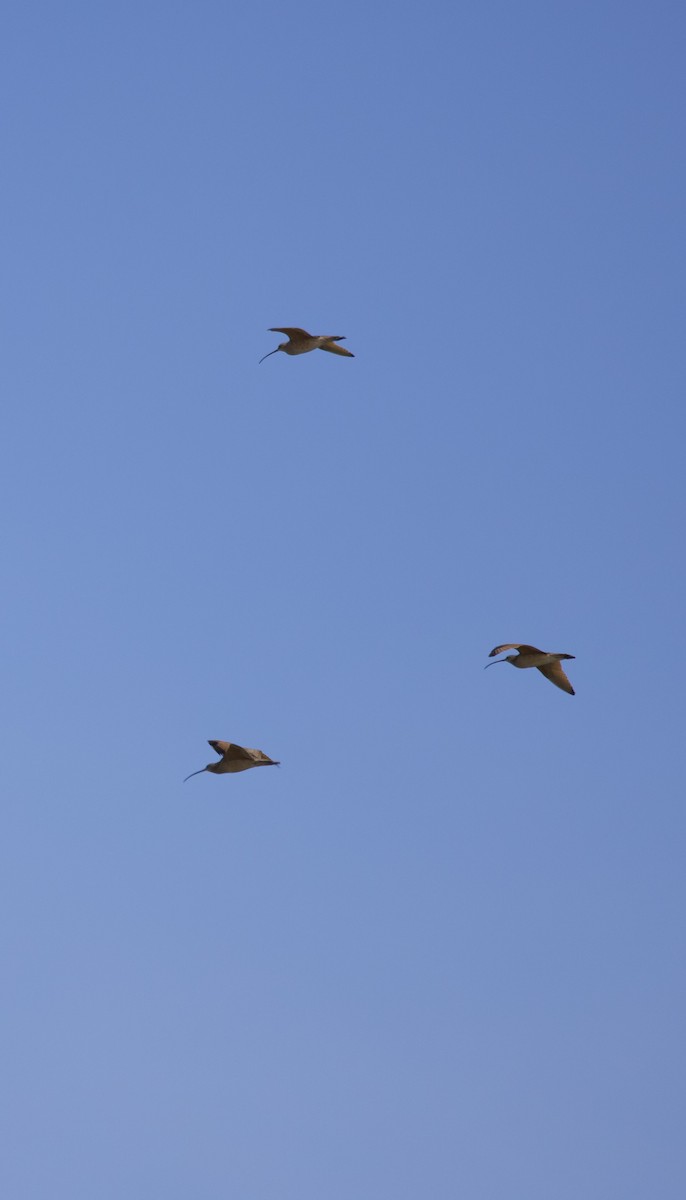 Long-billed Curlew - ML634389207