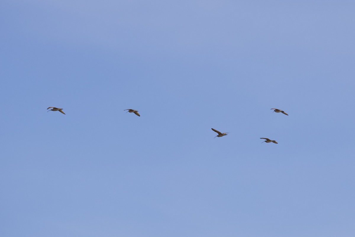 Long-billed Curlew - ML634389208
