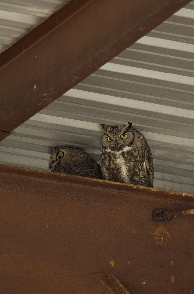 Great Horned Owl - ML634389214