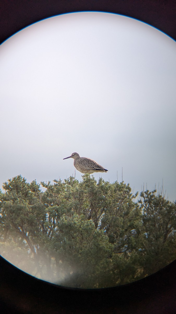 Willet - ML634389218