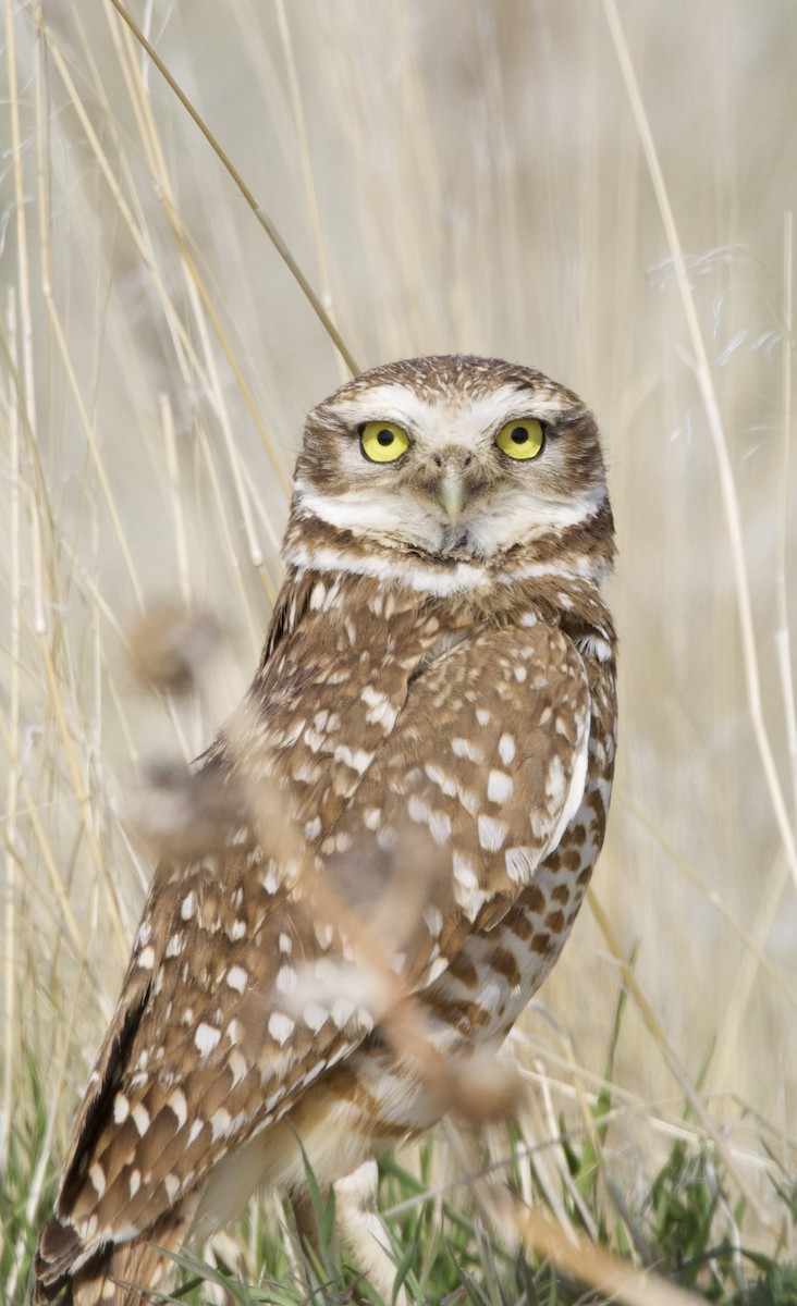 Burrowing Owl - ML634389226