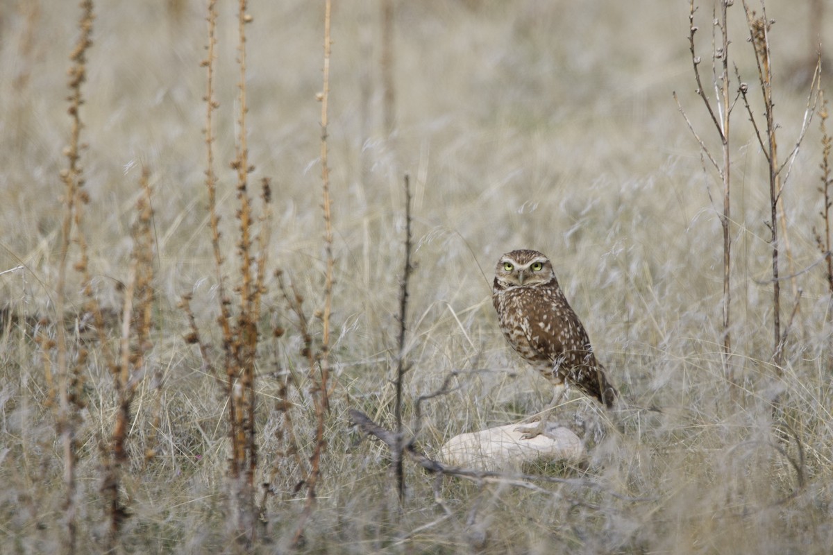 Burrowing Owl - ML634389228