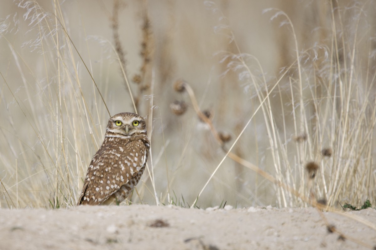 Burrowing Owl - ML634389229