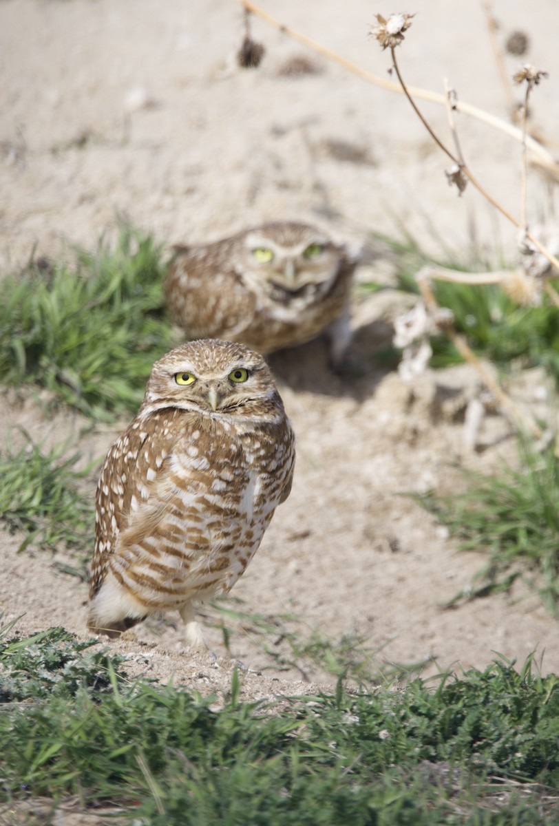 Burrowing Owl - ML634389231