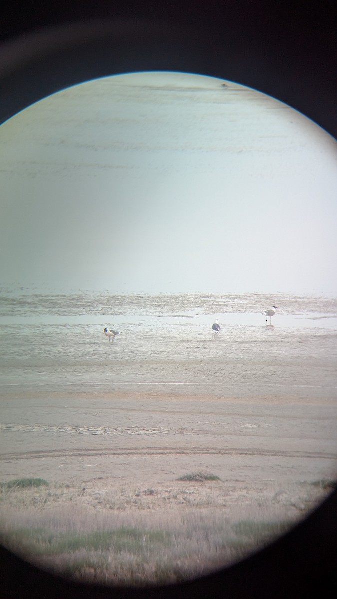 Franklin's Gull - ML634389232