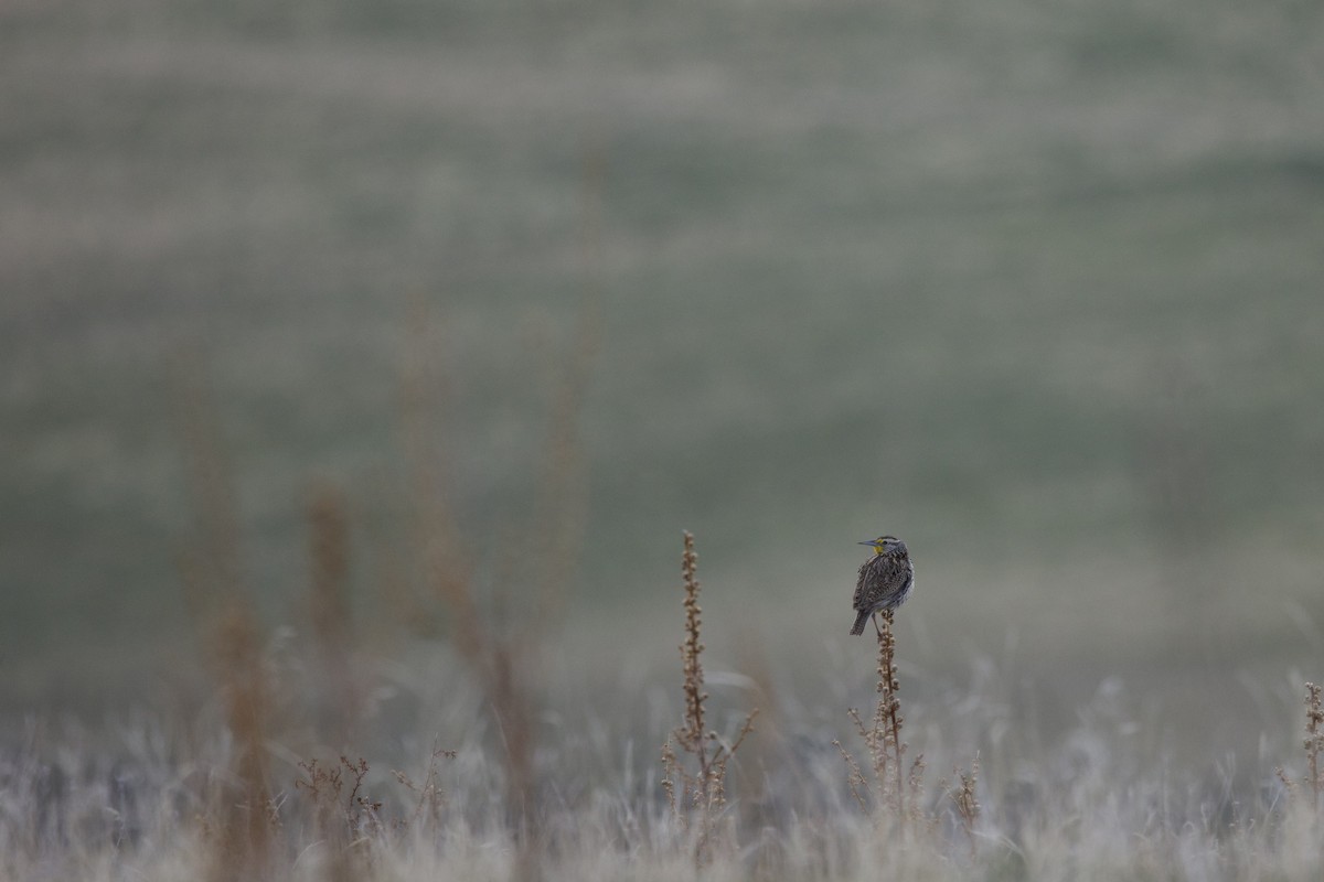 Western Meadowlark - ML634389240