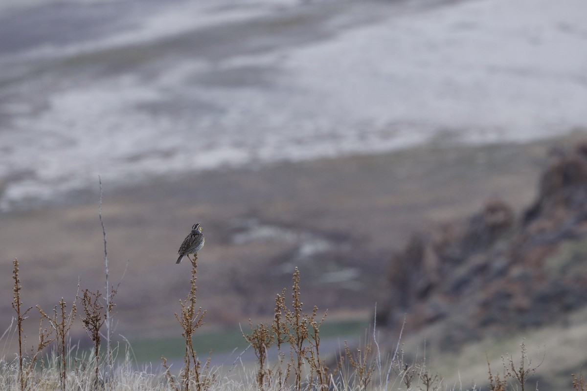 Western Meadowlark - ML634389241