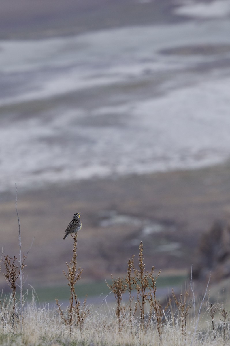 Western Meadowlark - ML634389242
