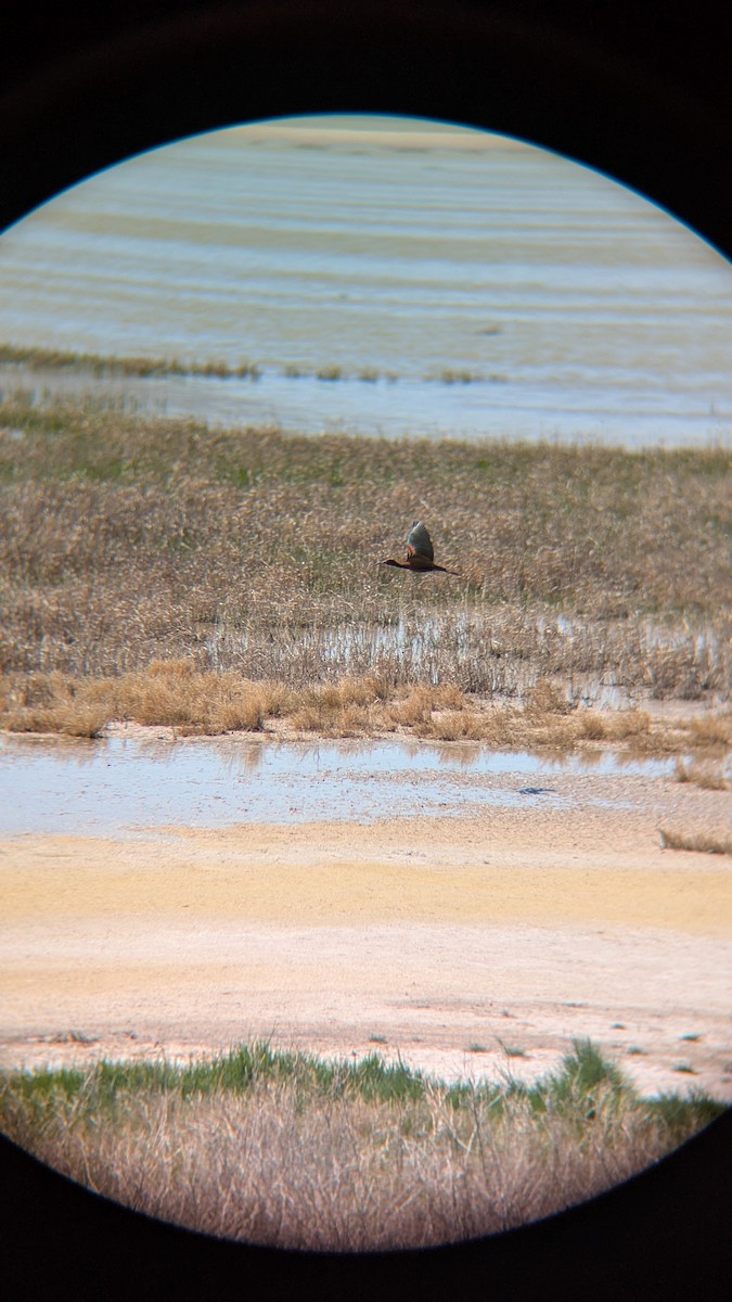 White-faced Ibis - ML634389258