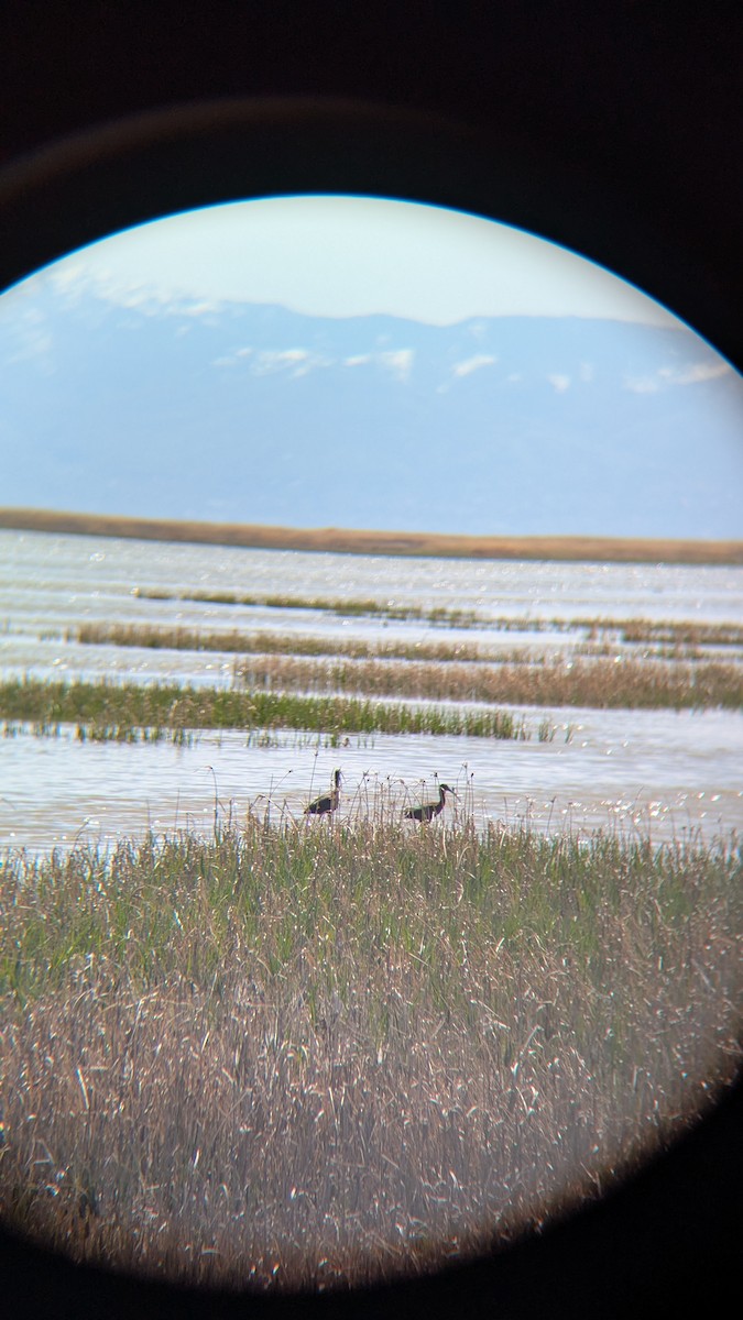 White-faced Ibis - ML634389260