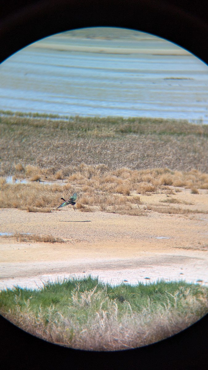 White-faced Ibis - ML634389261