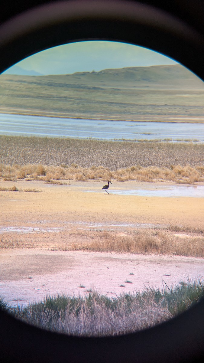 White-faced Ibis - ML634389262