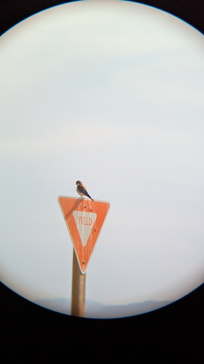 American Kestrel - ML634389266