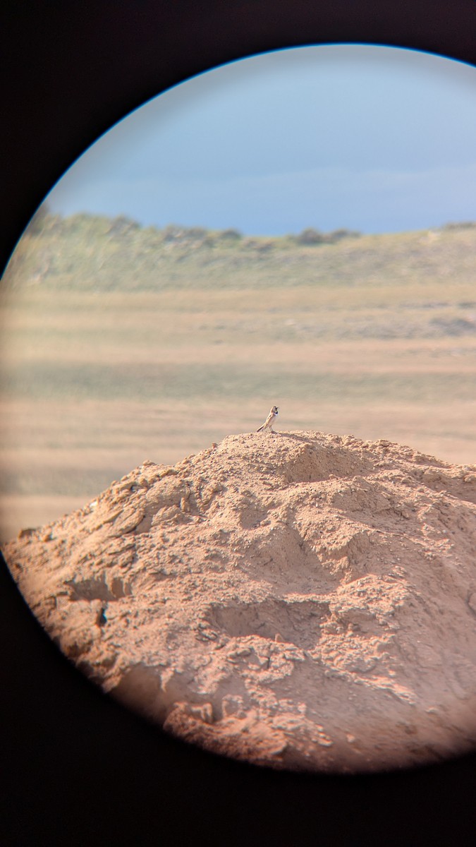 Horned Lark - ML634389290
