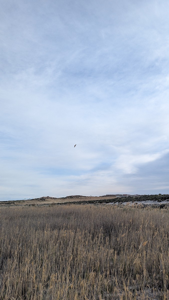 Barn Swallow - ML634389301