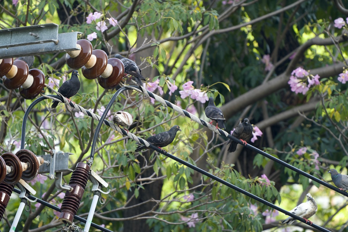 Rock Pigeon (Feral Pigeon) - ML634389310