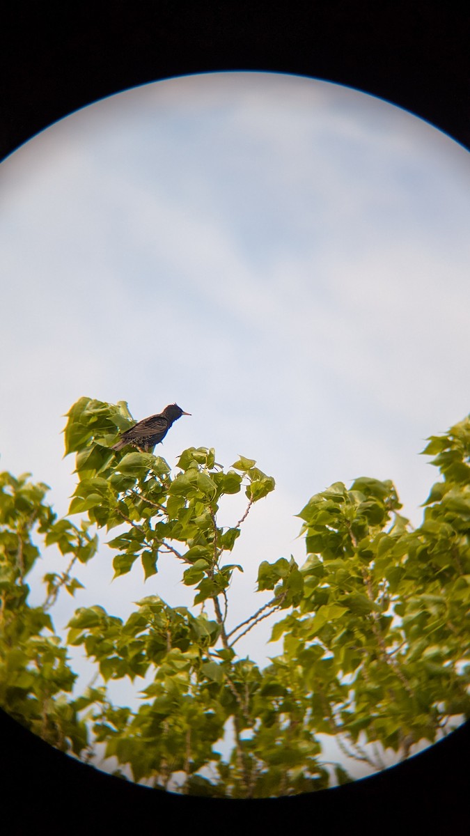 European Starling - ML634389312