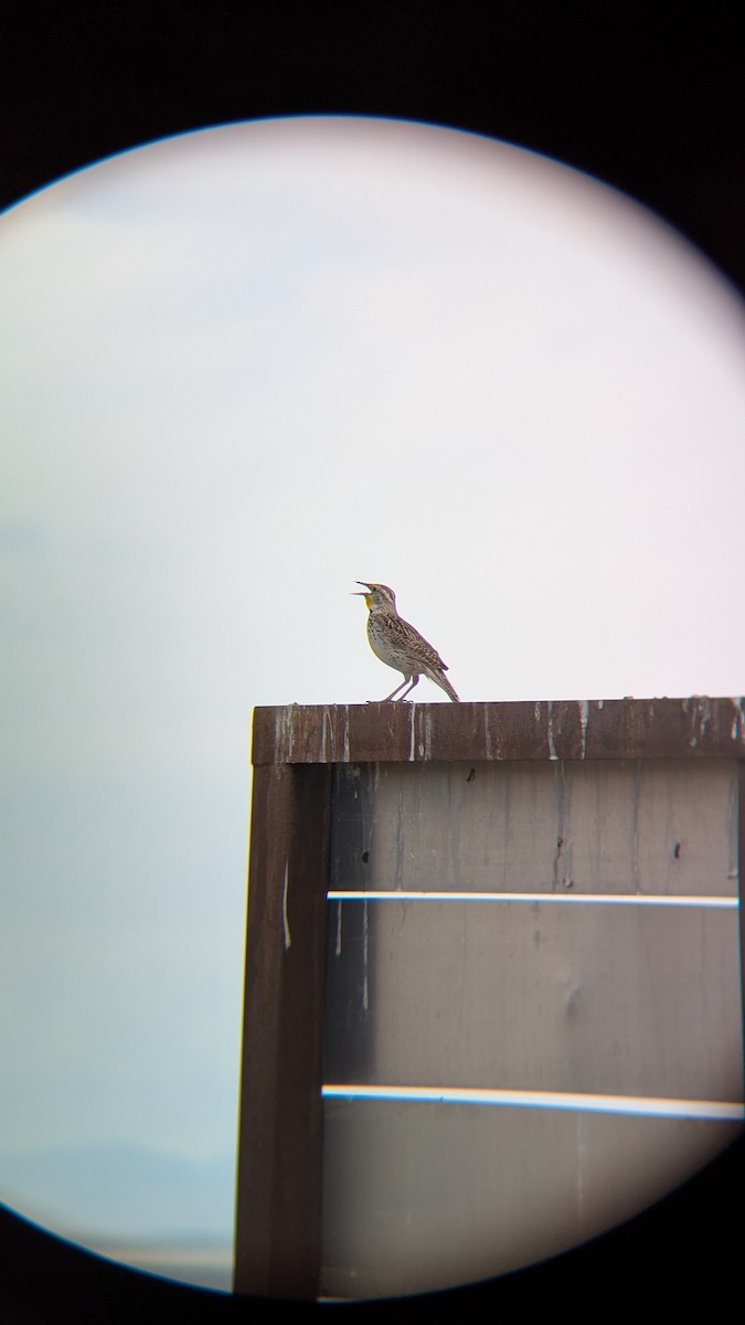 Western Meadowlark - ML634389320