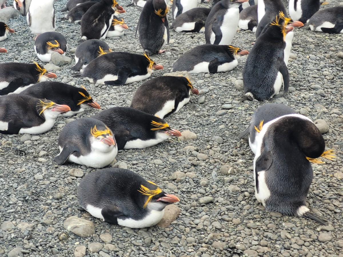 Royal Penguin - ML634389321