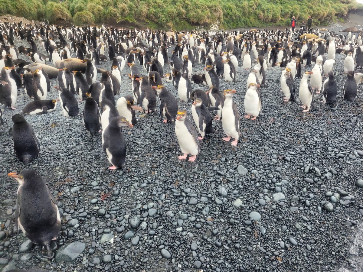 Royal Penguin - ML634389323
