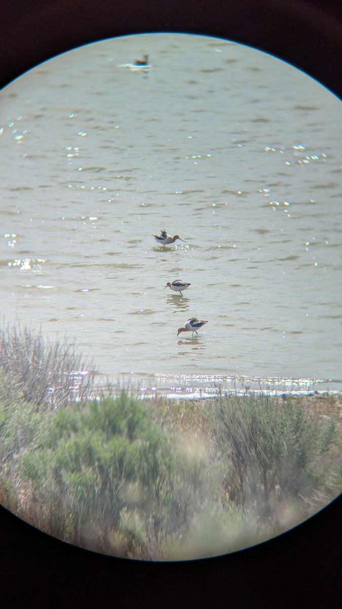 American Avocet - ML634389340