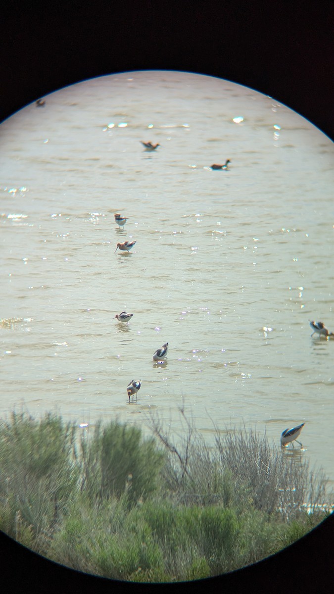 American Avocet - ML634389341