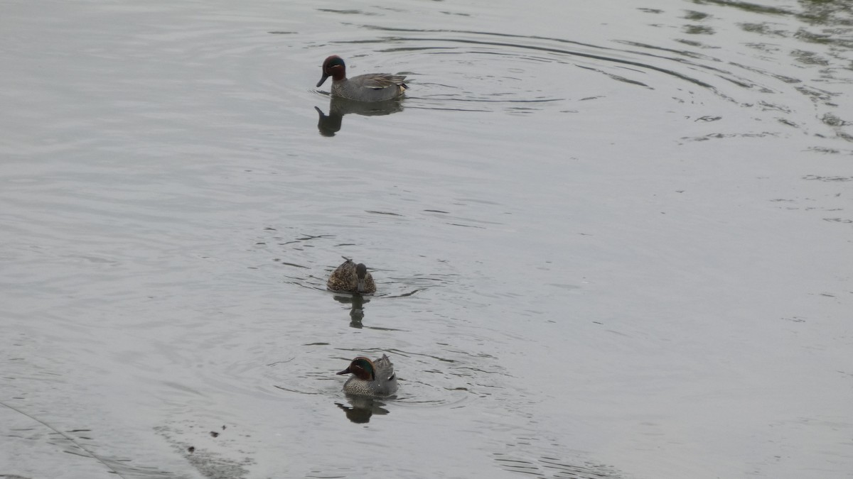 Green-winged Teal - ML634389367