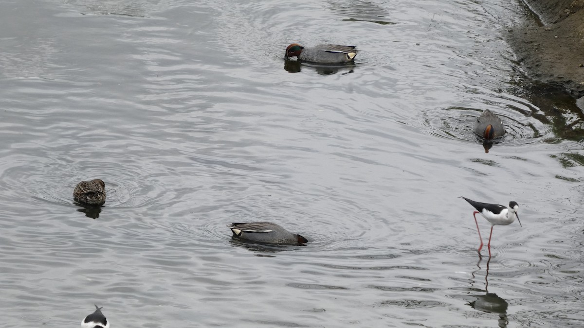 Green-winged Teal - ML634389368