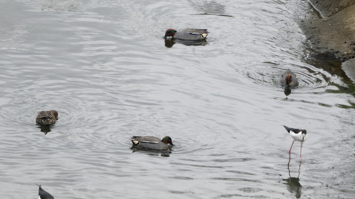 Green-winged Teal - ML634389372