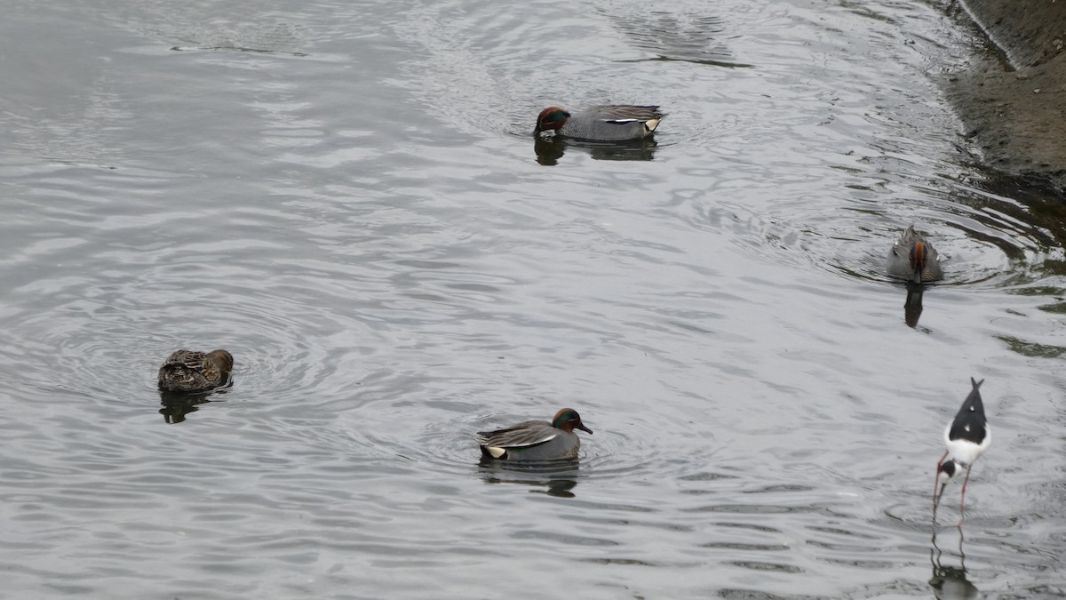 Green-winged Teal - ML634389373