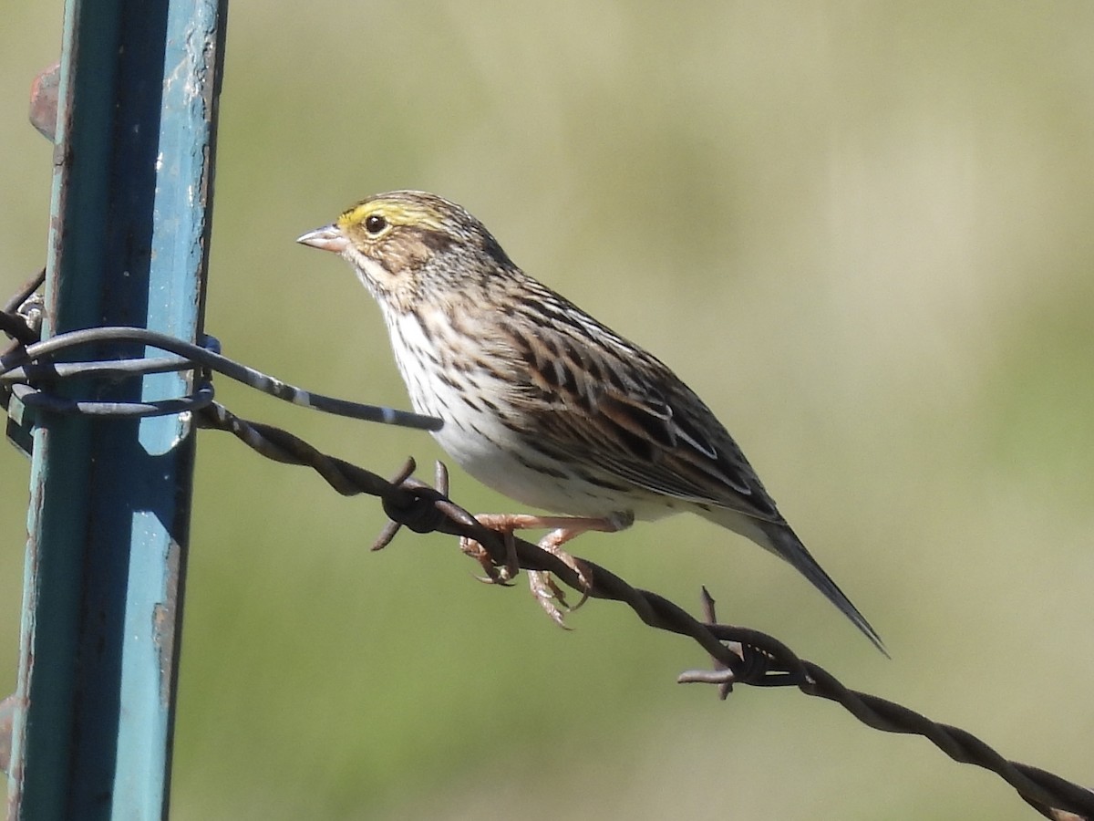 Savannah Sparrow - ML634389386