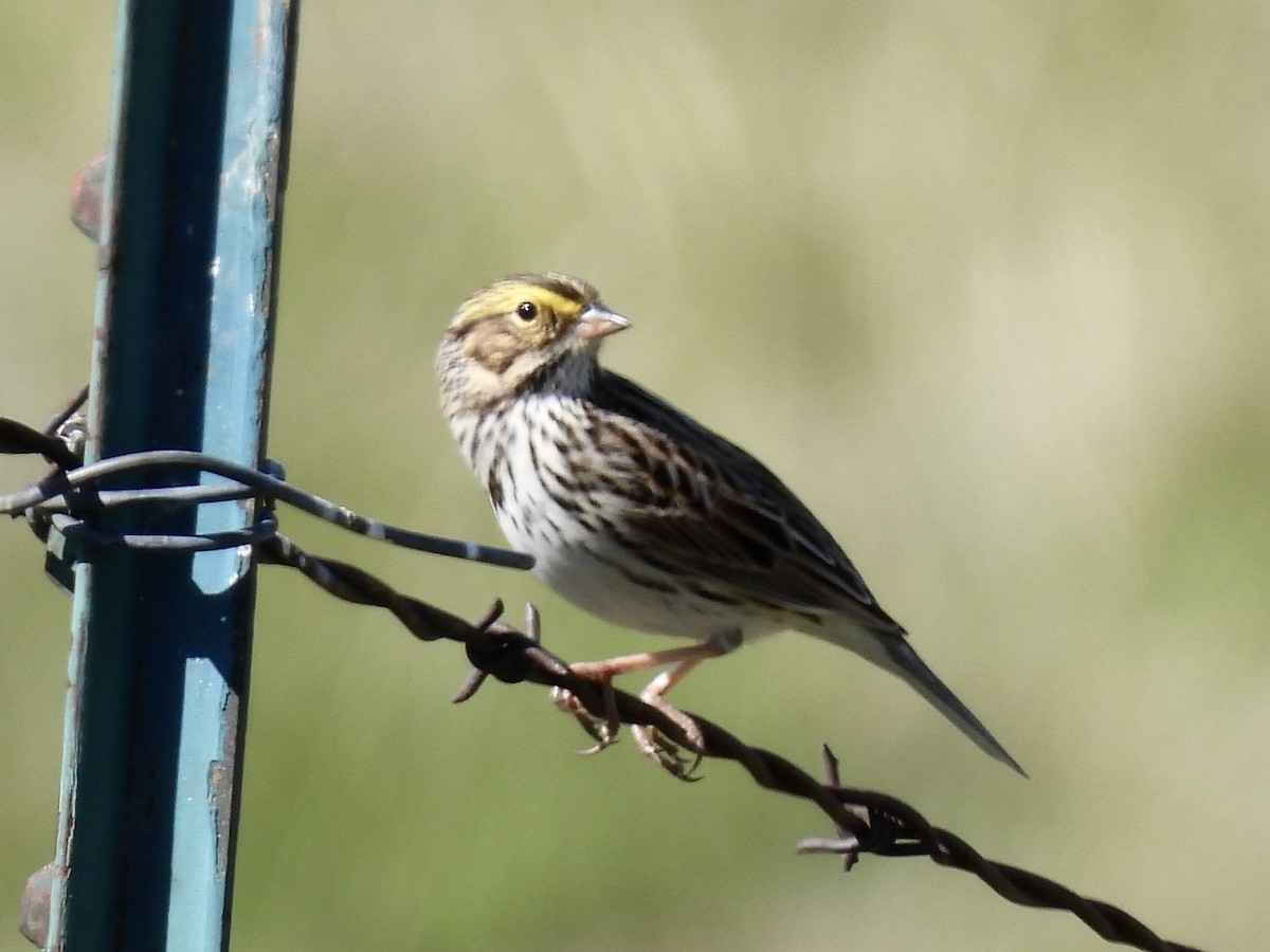 Savannah Sparrow - ML634389387