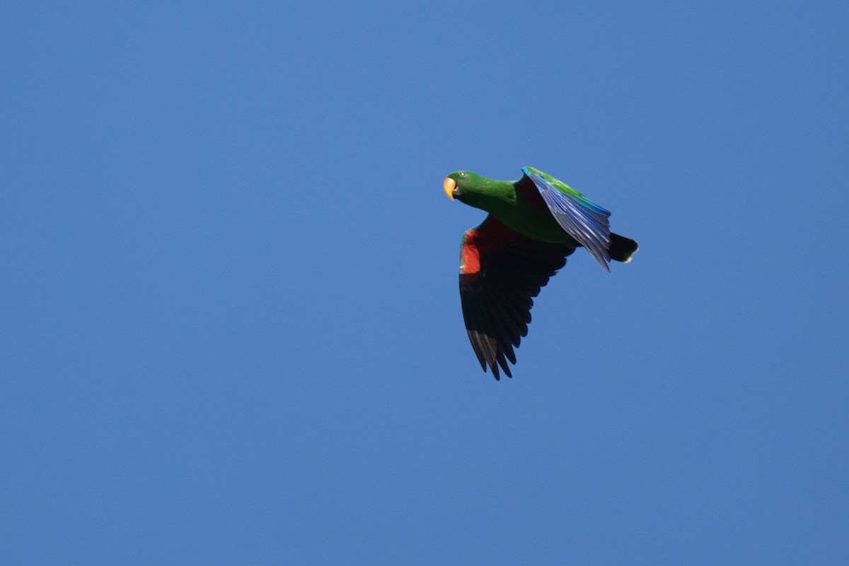 Papuan Eclectus - ML634389388