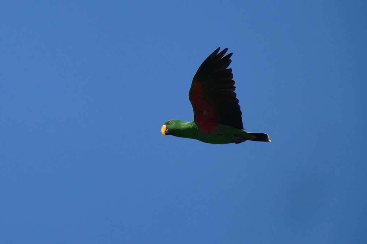 Papuan Eclectus - ML634389389