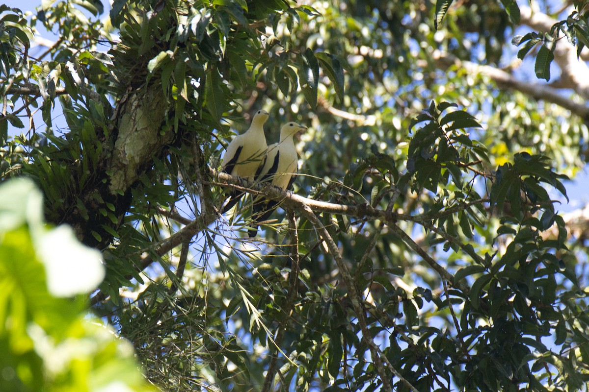 Yellowish Imperial-Pigeon - ML634389427