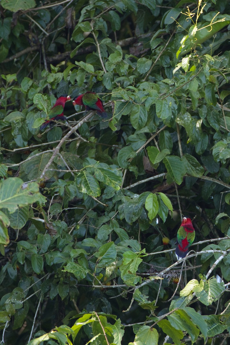 Purple-bellied Lory - ML634389433