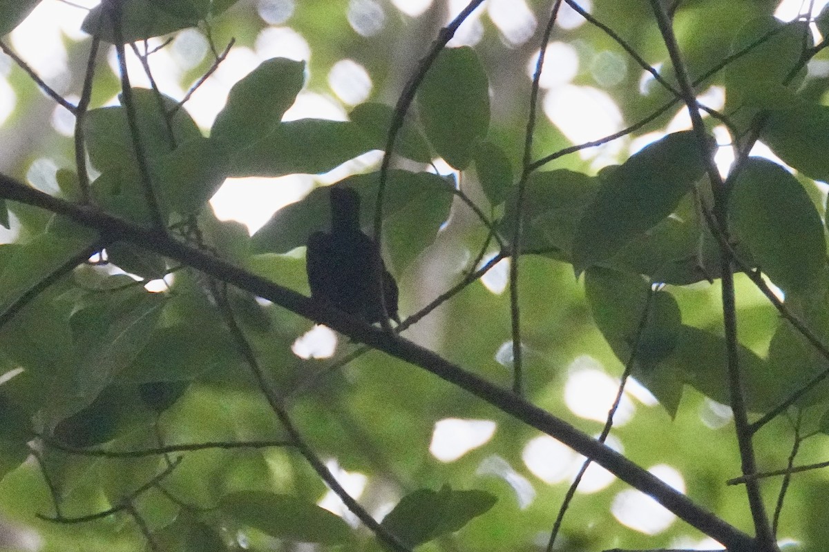 Tahiti Monarch - ML634389448