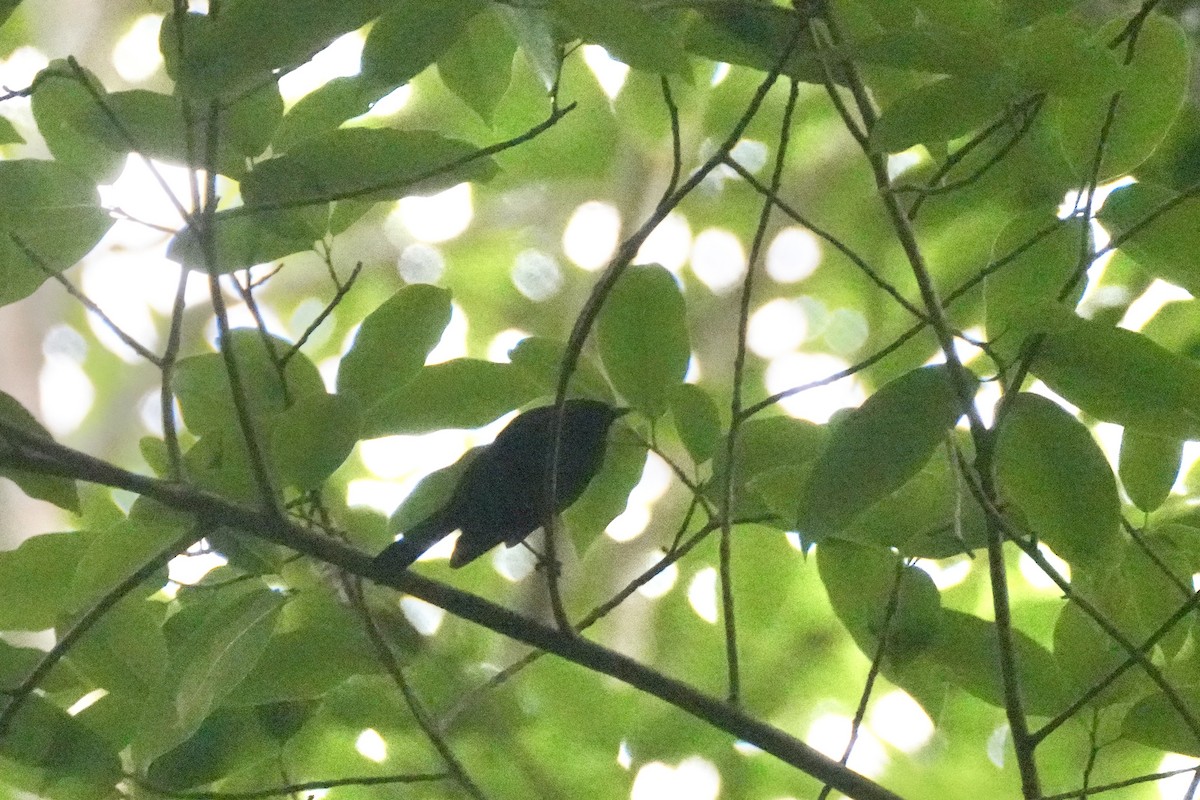 Tahiti Monarch - ML634389449