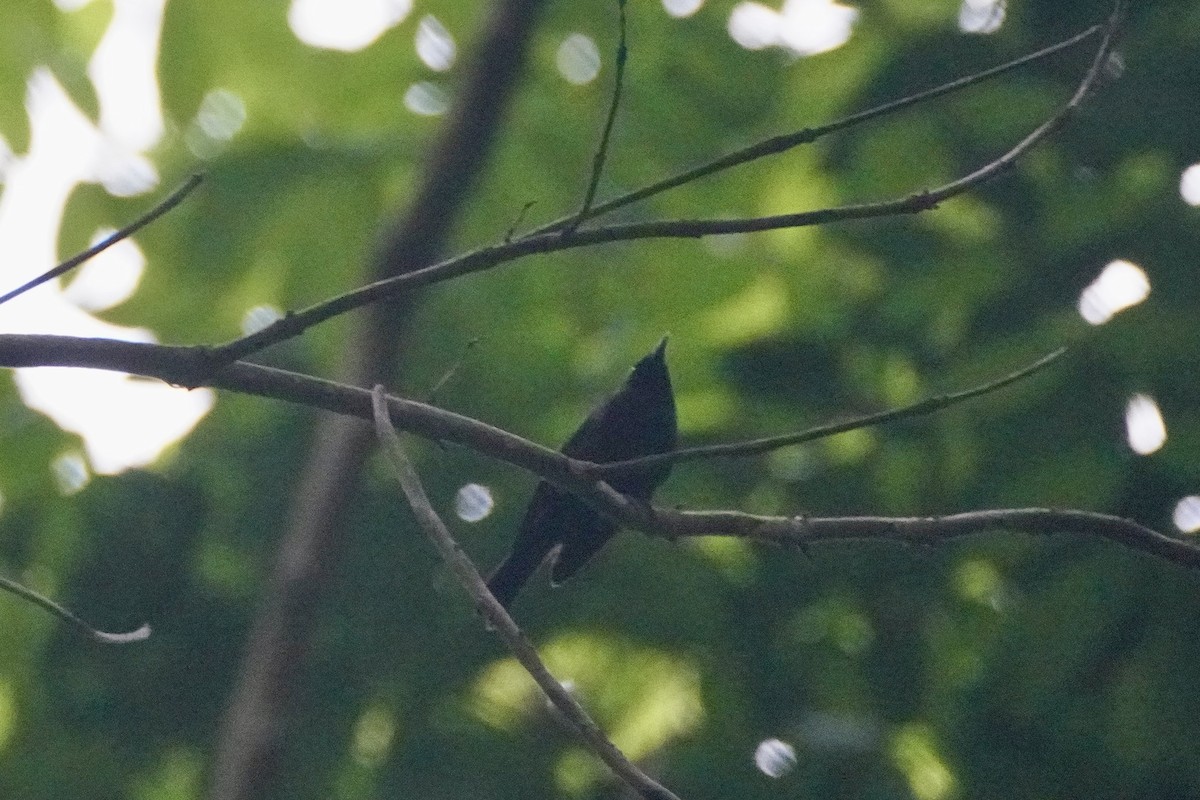Tahiti Monarch - ML634389450