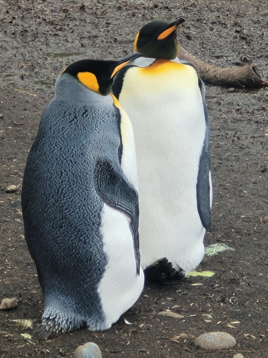 King Penguin - ML634389461